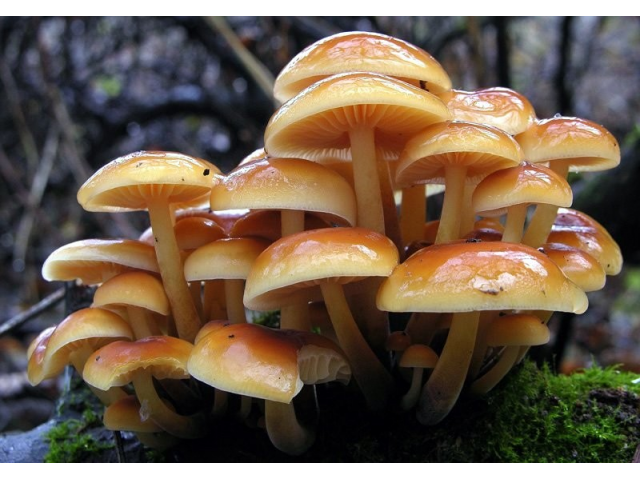 Мицелий Опенка зимнего / Фламмулина бархатистая (Flammulina velutipes) Мицелий Опенка зимнего / Фламмулина бархатистая (Flammulina velutipes)